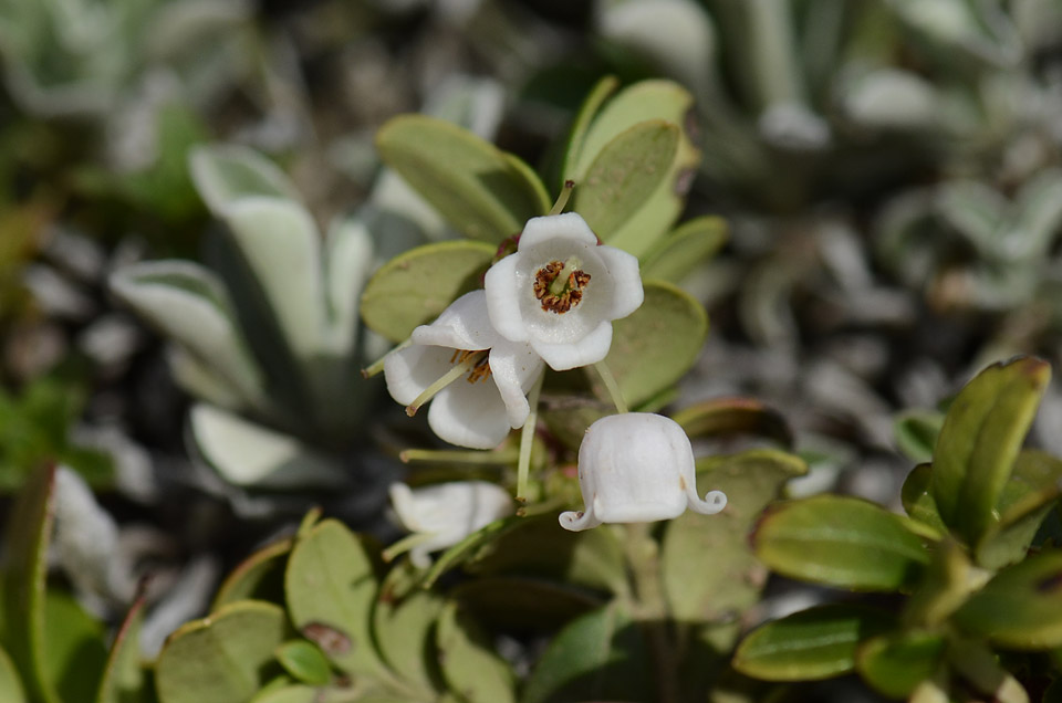 Vaccinium vitis-idaea / Mirtillo rosso